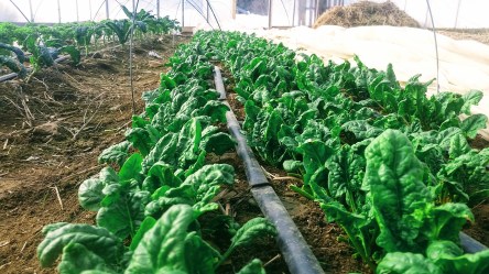 Over-Wintered Spinach